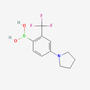 molecular formula C11H13BF3NO2 B11757512 2-Trifluoromethyl-4-(pyrrolidino)phenylboronic acid 