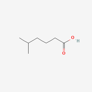 molecular formula C7H14O2 B1205312 5-Methylhexanoic acid CAS No. 628-46-6