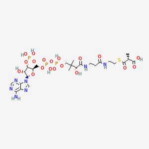 molecular formula C25H40N7O19P3S B1216496 methylmalonyl-coenzyme A 