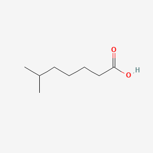 molecular formula C8H16O2 B1218633 6-甲基庚酸 CAS No. 25103-52-0