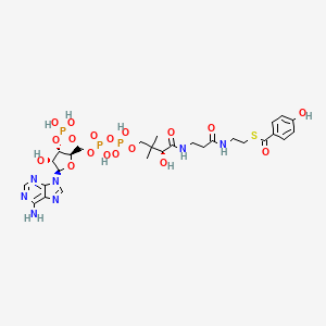 4-hydroxybenzoyl-CoA
