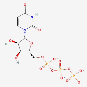 molecular formula C9H11N2O15P3-4 B1242244 Uridine-triphosphate 