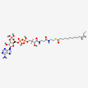molecular formula C35H60N7O17P3S B1244478 11Z-Tetradecenoyl-CoA 