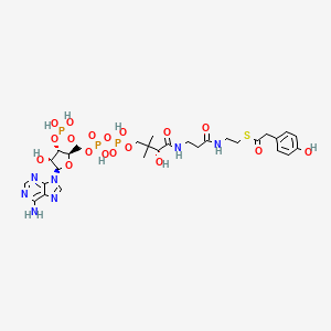 4-Hydroxyphenylacetyl-CoA