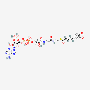 (E,E)-piperonyl-CoA