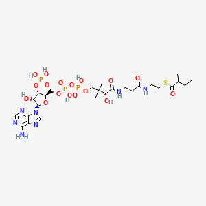 molecular formula C26H44N7O17P3S B1249571 2-methylbutanoyl-CoA 
