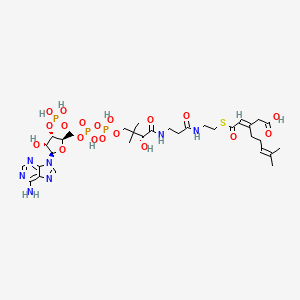 3-(4-methylpent-3-en-1-yl)pent-2-enedioyl-CoA