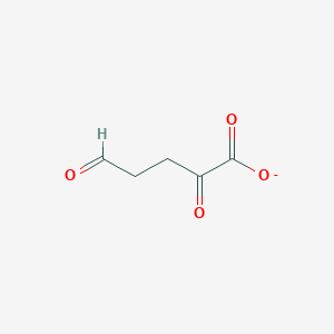 molecular formula C5H5O4- B1259413 2,5-Dioxopentanoate 
