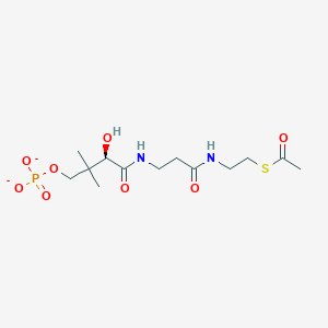 molecular formula C13H23N2O8PS-2 B1261252 S-acetyl-4'-phosphopantetheine 