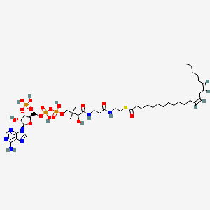 (13Z,16Z)-Docosadi-13,16-enoyl-CoA