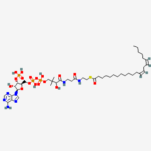 molecular formula C43H74N7O17P3S B1261629 (13Z,16Z)-Docosadi-13,16-enoyl-CoA 