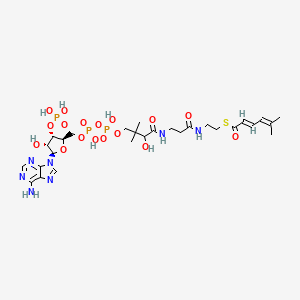 molecular formula C28H44N7O17P3S B1262015 (2E)-5-Methylhexa-2,4-dienoyl-CoA; (Acyl-CoA); [M+H]+ 