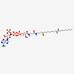 molecular formula C39H64N7O17P3S-4 B1262596 trans-9-octadecenoyl-CoA(4-) 