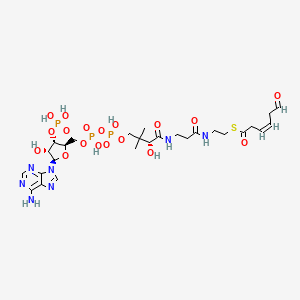 cis-3,4-didehydroadipoyl-CoA semialdehyde