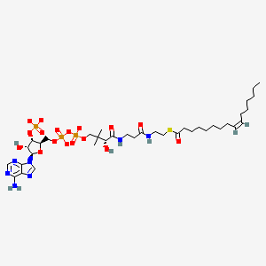 molecular formula C37H60N7O17P3S-4 B1263597 palmitoleoyl-CoA(4-) 
