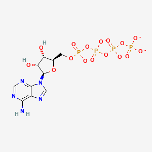 molecular formula C10H12N5O16P4-5 B1264029 Adenosine 5'-tetraphosphate(5-) 