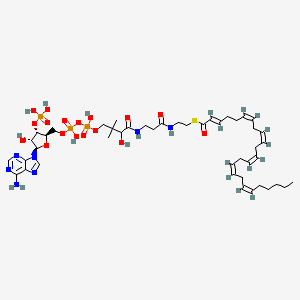 (2E,6Z,9Z,12Z,15Z,18Z)-Tetracosahexa-2,6,9,12,15,18-enoyl-CoA