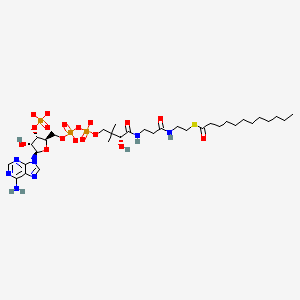 molecular formula C33H54N7O17P3S-4 B1265249 Lauroyl coenzyme A 