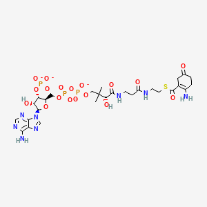 molecular formula C28H39N8O18P3S-4 B1265319 2-amino-5-oxocyclohex-1-enecarbonyl-CoA(4-) 