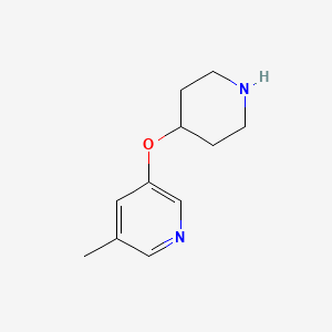 molecular formula C11H16N2O B13585945 3-Methyl-5-(piperidin-4-yloxy)pyridine 