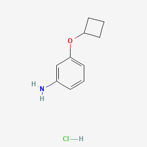 molecular formula C10H14ClNO B13588863 3-Cyclobutoxyanilinehydrochloride 