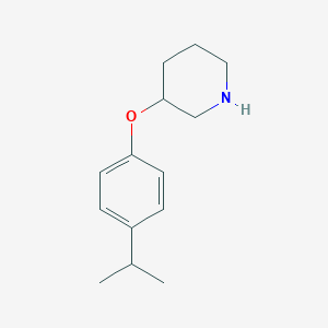 molecular formula C14H21NO B1391319 3-(4-Isopropylphenoxy)piperidine CAS No. 946726-03-0