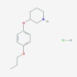 molecular formula C14H22ClNO2 B1395481 3-(4-Propoxyphenoxy)piperidine hydrochloride CAS No. 1220033-91-9