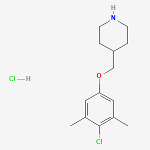 molecular formula C14H21Cl2NO B1420902 4-[(4-Chloro-3,5-dimethylphenoxy)methyl]piperidine hydrochloride CAS No. 1185297-40-8