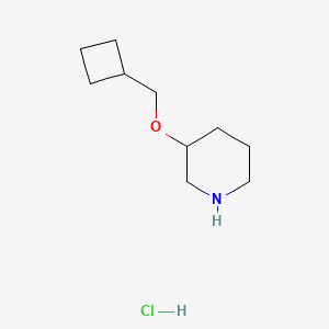 molecular formula C10H20ClNO B1423970 3-(Cyclobutylmethoxy)piperidine hydrochloride CAS No. 1220020-94-9