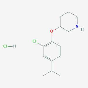 molecular formula C14H21Cl2NO B1424628 3-(2-Chloro-4-isopropylphenoxy)piperidine hydrochloride CAS No. 1220035-64-2