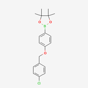 molecular formula C19H22BClO3 B1436395 2-[4-(4-Chloro-benzyloxy)-phenyl]-4,4,5,5-tetramethyl-[1,3,2]dioxaborolane CAS No. 2246937-34-6