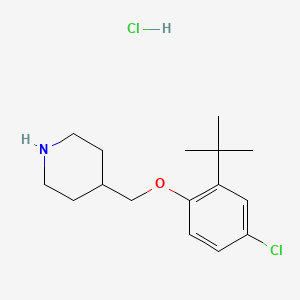 molecular formula C16H25Cl2NO B1440764 4-{[2-(叔丁基)-4-氯苯氧基]-甲基}哌啶盐酸盐 CAS No. 1146960-68-0