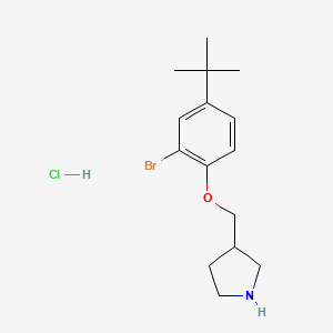 2-Bromo-4-(tert-butyl)phenyl 3-pyrrolidinylmethyl-ether hydrochloride