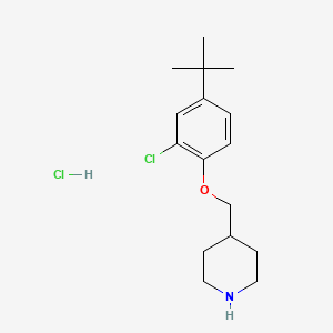 molecular formula C16H25Cl2NO B1464804 4-{[4-(Tert-butyl)-2-chlorophenoxy]-methyl}piperidine hydrochloride CAS No. 1219972-13-0