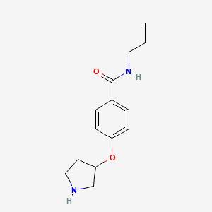 molecular formula C14H20N2O2 B14785824 N-propyl-4-pyrrolidin-3-yloxybenzamide 