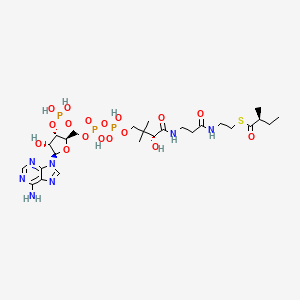 molecular formula C26H44N7O17P3S B15288596 (S)-2-Methylbutanoyl-CoA CAS No. 87069-91-8