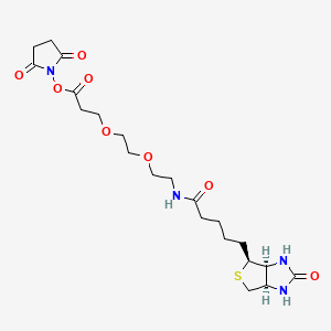 (+)-Biotin-PEG2-NHS ester