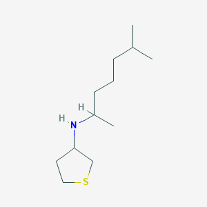 molecular formula C12H25NS B7820054 N-(6-methylheptan-2-yl)thiolan-3-amine 