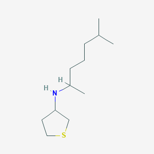 N-(6-Methylheptan-2-yl)tetrahydrothiophen-3-amine